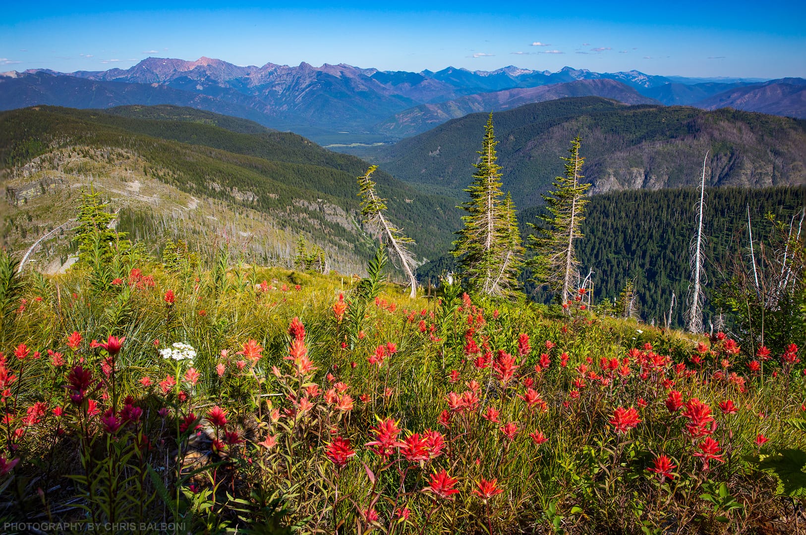 Indian Paintbrush & The Cabinet Mountain Wilderness