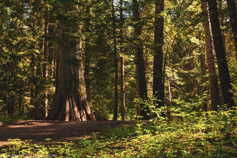 Cedar Tree – Ross Creek Scenic Area